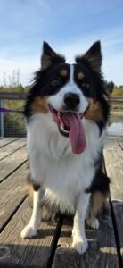 Animal-Assisted Therapy