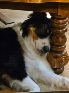 Animal-Assisted Therapy