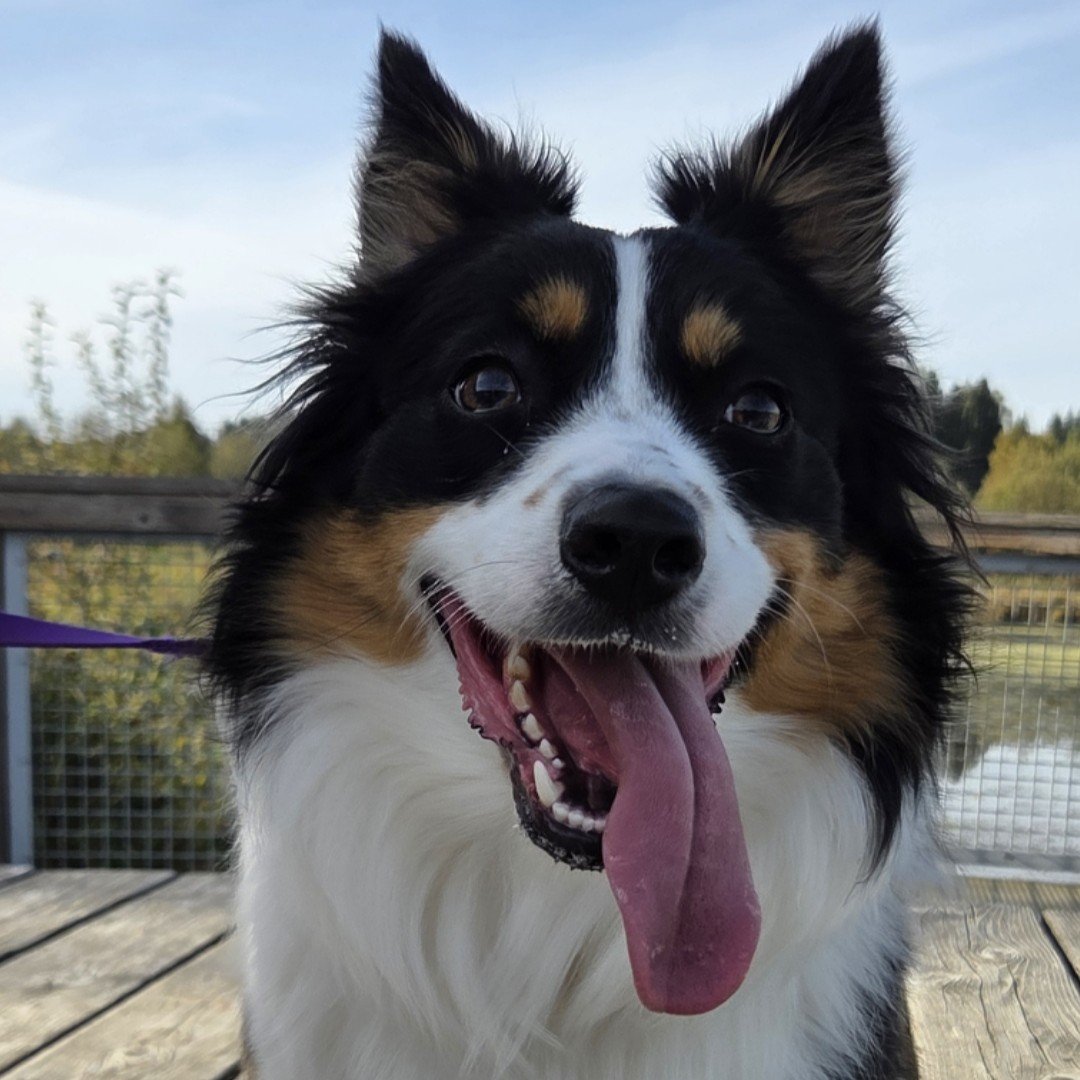 Willow, Therapy Dog