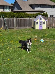 Animal-Assisted Therapy